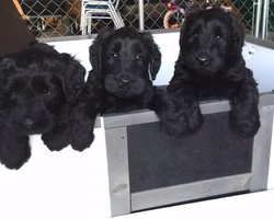 13062257_985318798203787_1606382475979560652_n