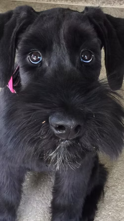 13164427_999202646815402_1940529138601265805_n