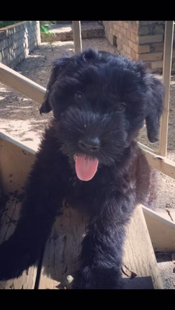 14484852_1090096414392691_3524650435163473973_n